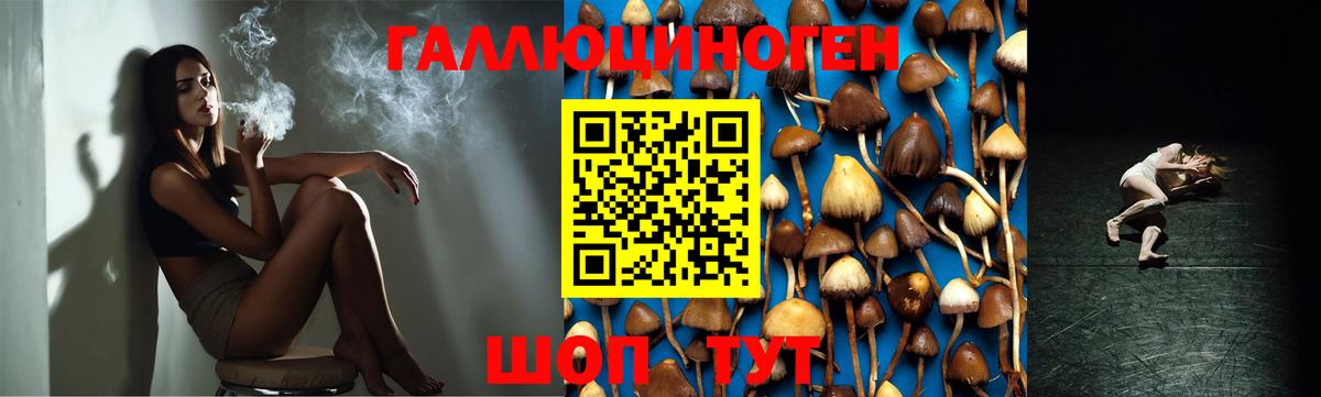 Псилоцибиновые грибы GOLDEN TEACHER Хабаровск